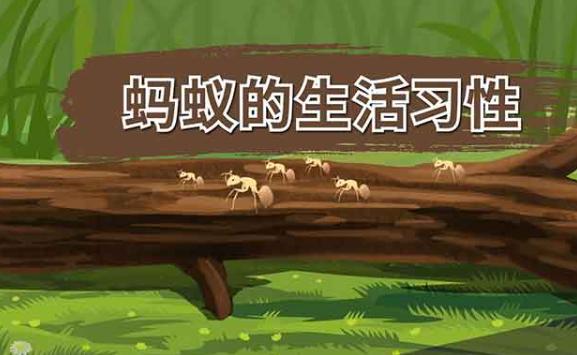 螞蟻的特點和生活特征和外形是什么？螞蟻的分工