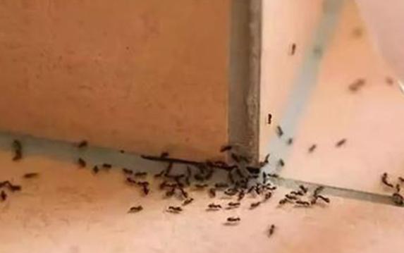 室內螞蟻是怎么產生的？床上有螞蟻怎么消滅掉