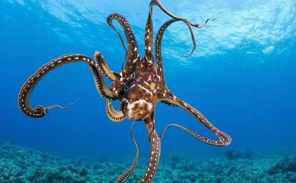 為什么說章魚是四維生物？章魚的特點
