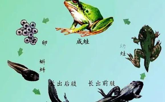 蝌蚪要多久才能變成青蛙？蝌蚪的天敵有哪些