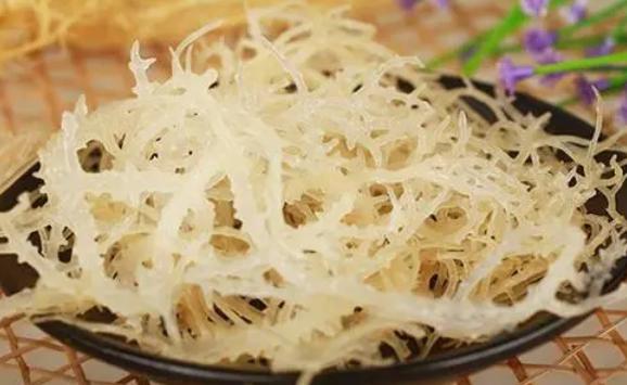 鹿角菜是什么植物？鹿角菜怎么保存