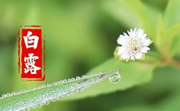 白露節氣的含義是什么？白露要吃什么