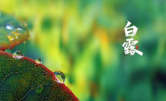 白露有什么特征？白露節氣的氣象變化