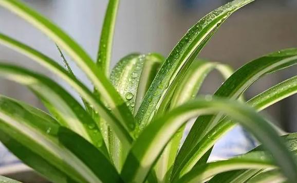 金心吊蘭葉子發(fā)黑怎么辦？養(yǎng)金心吊蘭的注意事項(xiàng)