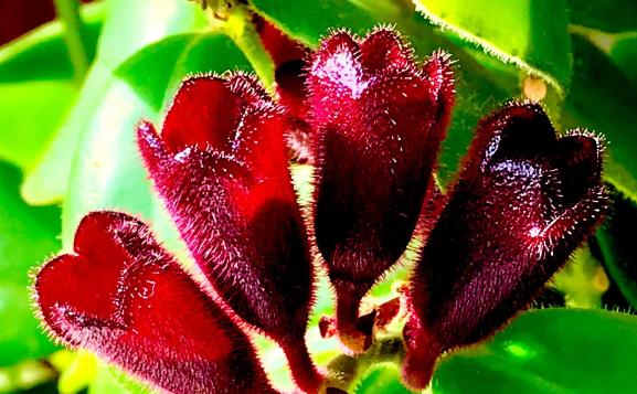 口紅吊蘭花怎么養(yǎng)？口紅吊蘭什么時(shí)候開(kāi)花