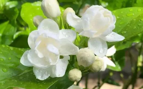 茉莉花放臥室影響睡眠嗎？茉莉花茶與綠茶的區(qū)別