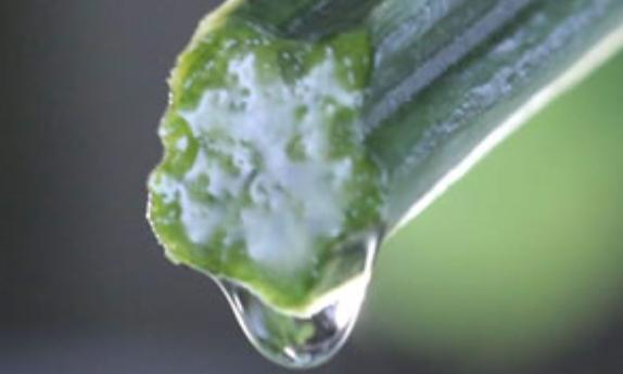 絲瓜水怎么提?。拷z瓜水使用方法