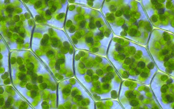 葉綠素分子的生物合成有何特點？花青素和葉綠素的區別