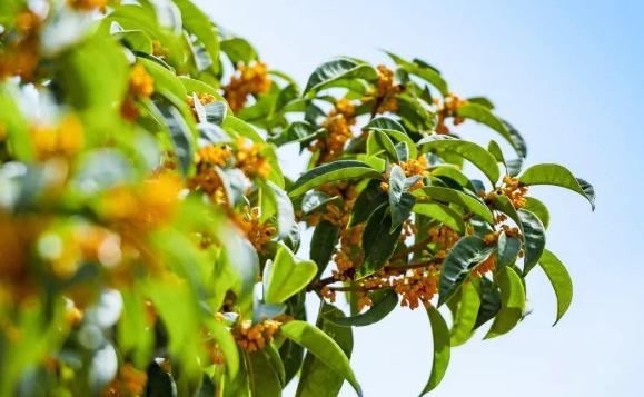 桂花的花期是什么時(shí)候呢？桂花的生長(zhǎng)環(huán)境是怎么樣的