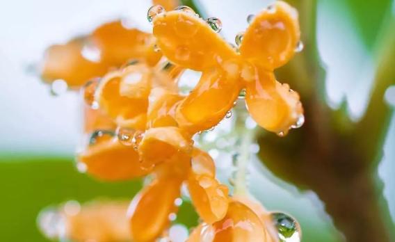 桂花的別稱你知道有幾種？桂花之鄉(xiāng)在哪里
