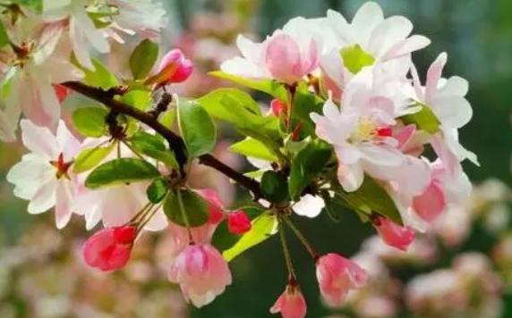 海棠花為什么叫斷腸花？夏天海棠花怎么養(yǎng)