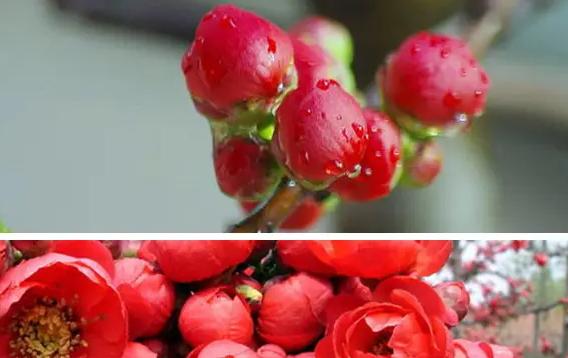 海棠花可以放室內(nèi)嗎？海棠花的養(yǎng)殖方法是什么