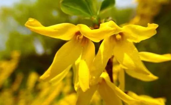 迎春花能吃嗎？迎春花什么時(shí)候開(kāi)
