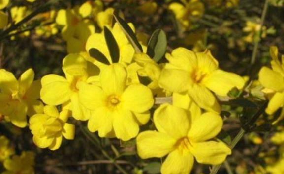 迎春花的別名是什么？迎春花什么季節(jié)剪枝最好