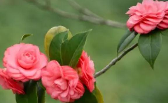 山茶花的花期是什么時(shí)候呢？山茶花有什么顏色的呢