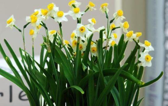 水仙花是什么類的植物？水仙花為什么會(huì)這么香