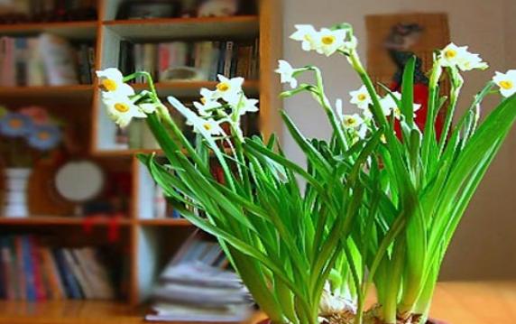 水仙花能養(yǎng)在家里嗎？水仙花好養(yǎng)嗎