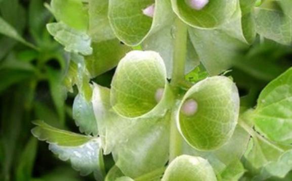 貝殼花的花語(yǔ)是什么呢？貝殼花應(yīng)該怎么種植呢