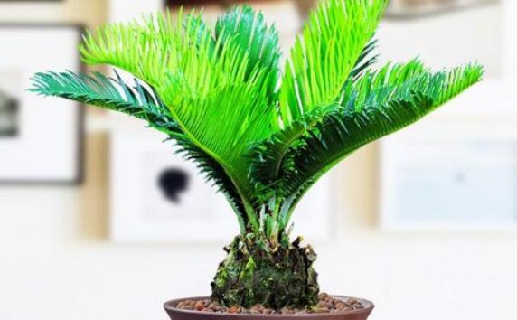 蘇鐵屬于哪類植物？蘇鐵能開(kāi)花嗎